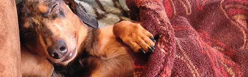 The 12 Cutest Sleeping Doxies