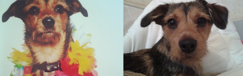 Hot Dog of the Month: Penny