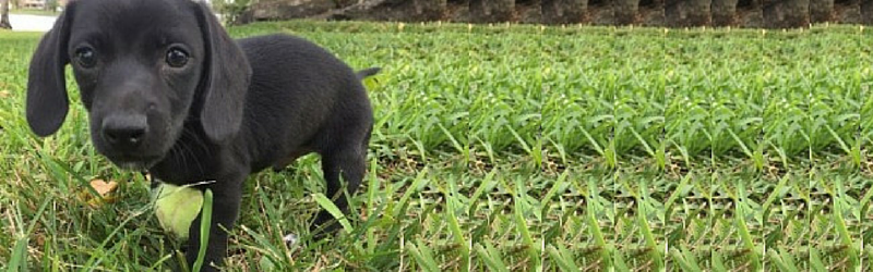 #WagAware4Weenies Fundraiser for Dachshund Rescue South Florida!