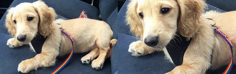How to Keep Your Dachshund Cool in the Car