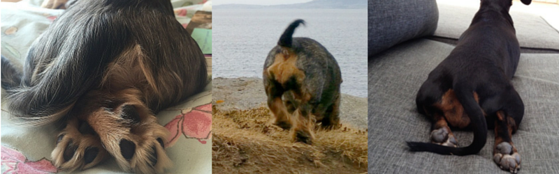Sassy Sausages Show Off their Bum!