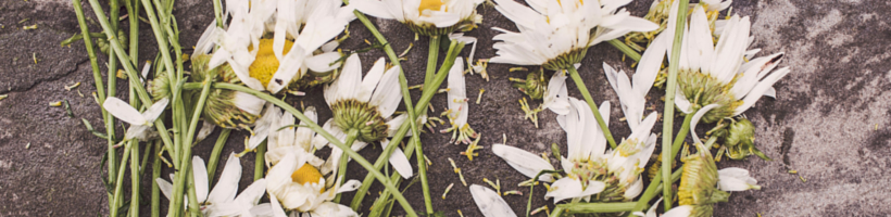 Make your doxie a #FlowerDoxie!