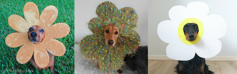 14 Prettiest #FlowerDoxies!
