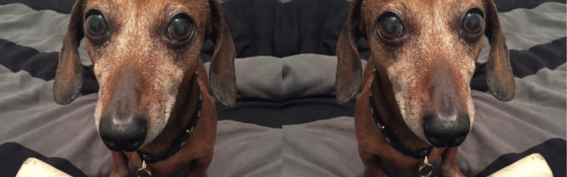Is my Dachshund too Old to Learn?