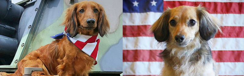 My Dachshund is Scared of Fireworks!