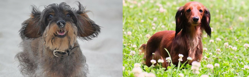 My Dachshund Won’t Come When Called!