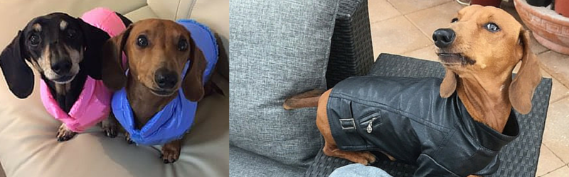 Quiz! What’s your doxie’s fashion style?