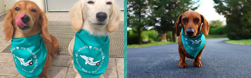 These Weens are Rocking Teal Bandanas for a Special Cause