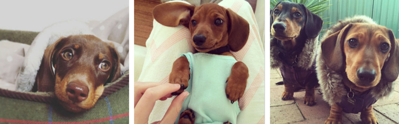 12 Dachshund Pups That Will Melt Your Heart