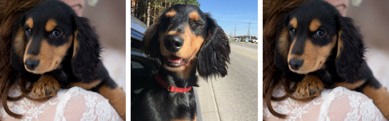 Why a trained pup is a happy pup!