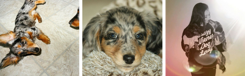 How to Turn your Doxie into a Supermodel!