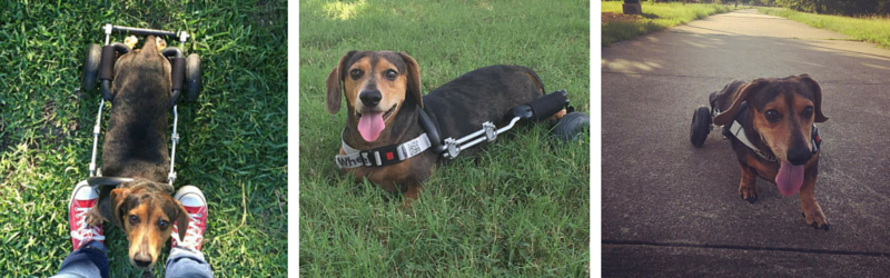 How Jasper the Dachshund Became Paralyzed