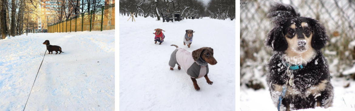 Dachshund Through the Snow