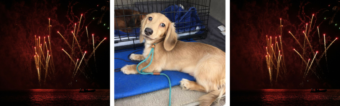 Your Dachshund and Fireworks: What to do?