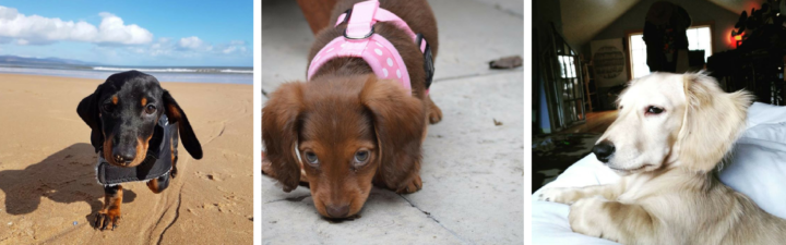 The 9 Hottest Small Dachshund Accounts