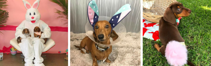 These Dachshunds Are Having a Ruff Easter