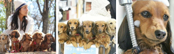 Japan: The Woman with Six Dachshunds