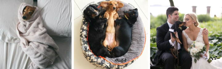 14 Reasons Why Dachshunds Are the Best