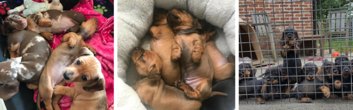 10 First-Class Dachshund Puppy Piles