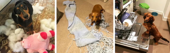 These Dachshunds Are Just Trying To ‘Help’