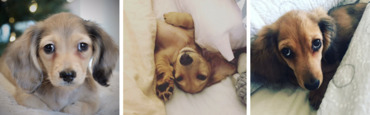 Hot Dog of the Month: Maus