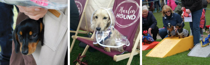 North Meets South: A Welsh Dachshund’s Adventure (Part 2)