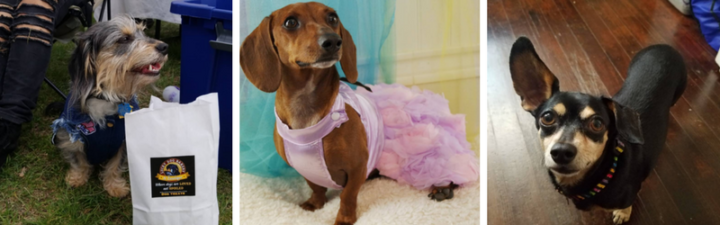 Hot Dogs of the Month: Zhi-Zhi, Gretta & Wolfie